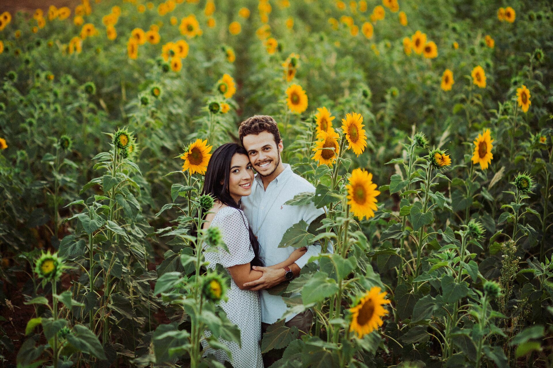 Foto Gabi e Uile - Plantação de Girassol - Brasilia Foto Gabi e Uile - Plantação de Girassol - Brasilia - Imagem 21